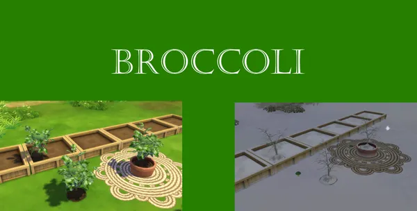 Broccoli Harvestable